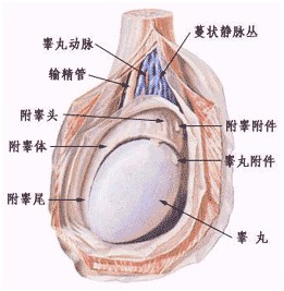 附睾睾丸