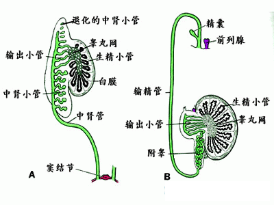 精索静脉曲张的症状表现是什么