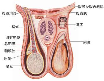 男性睾丸附睾炎的危害有哪些