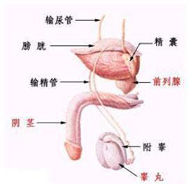 附睾炎对男性的危害有哪些
