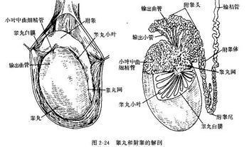 引起男性睾丸附睾炎的原因是什么